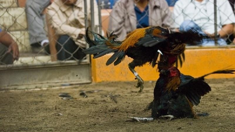 đăng ký tongga789
