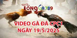 VIDEO GÀ ĐÁ CPC3 NGÀY 19/5/2025