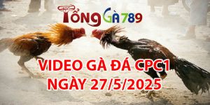 VIDEO GÀ ĐÁ CPC1 NGÀY 27/5/2025