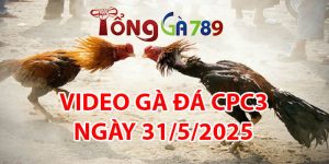 VIDEO GÀ ĐÁ CPC3 NGÀY 31/5/2025